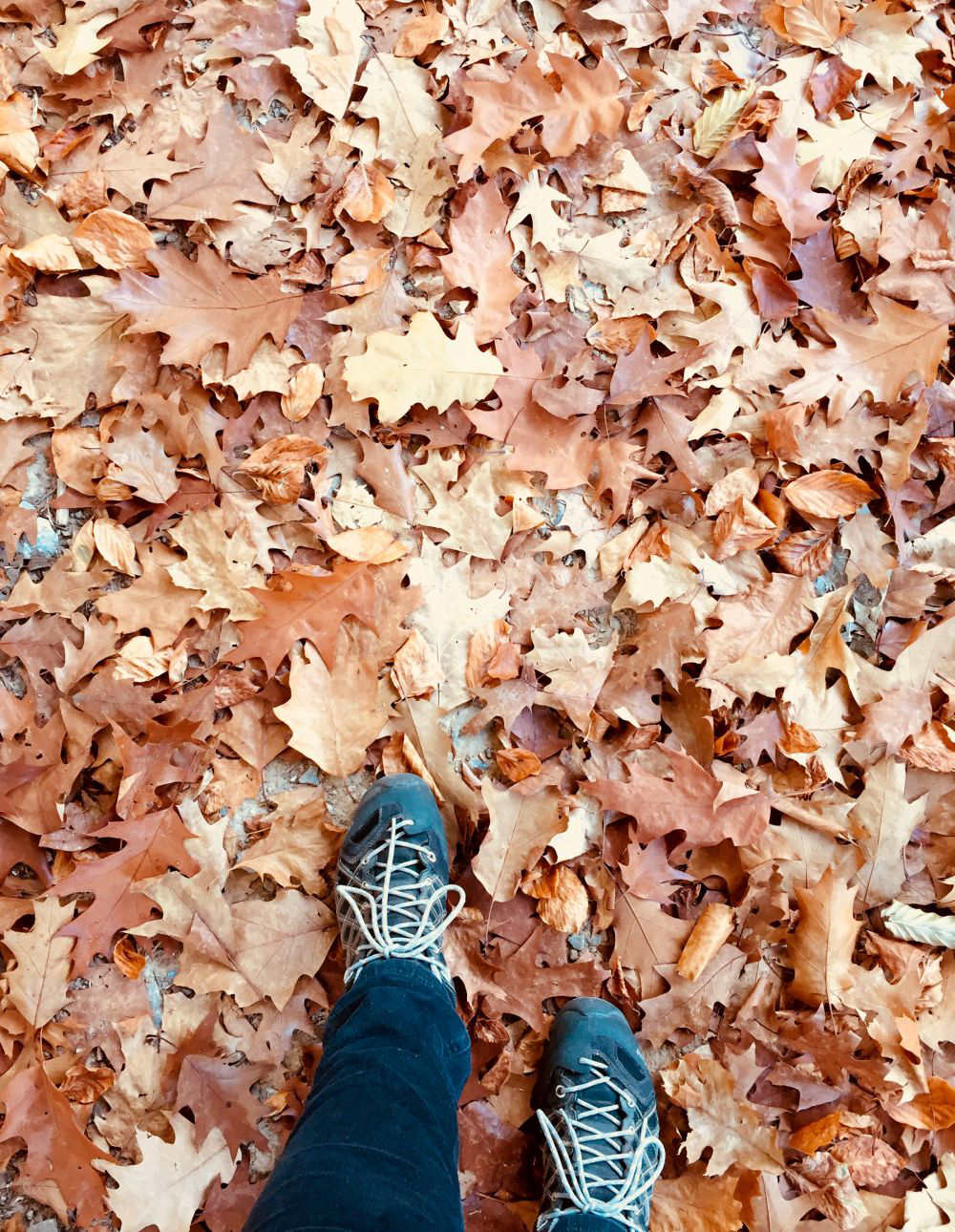 Warum ein Spaziergang im Wald gegen Stress hilft