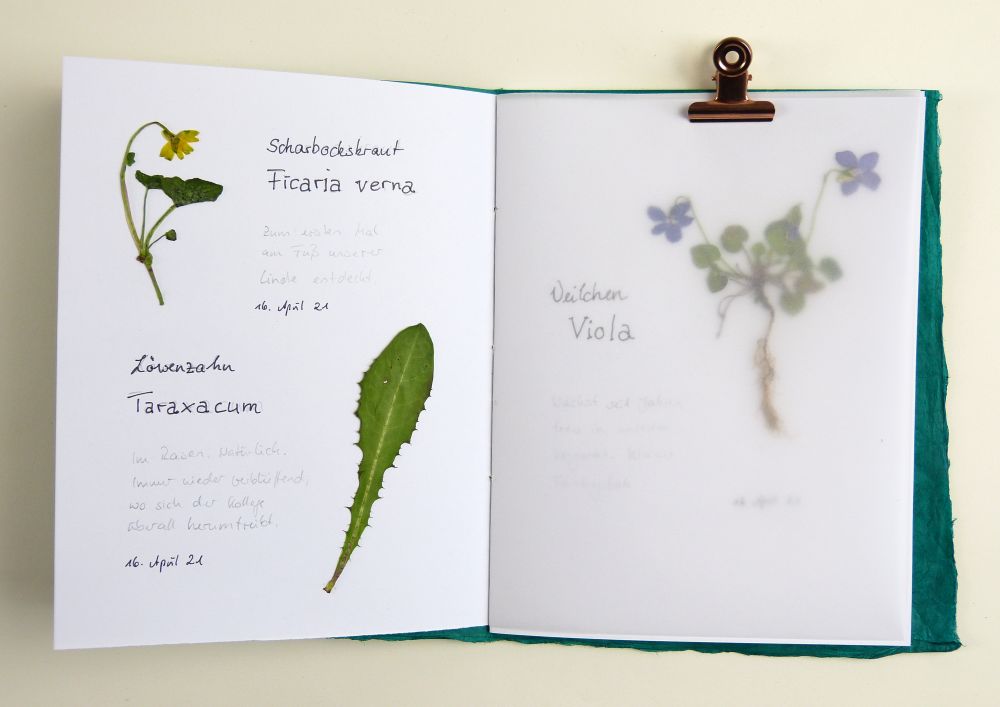 ++ Herbarium Lieferdauer in der Regel 1 Tag 15 Pflanzen zum Auswählen 